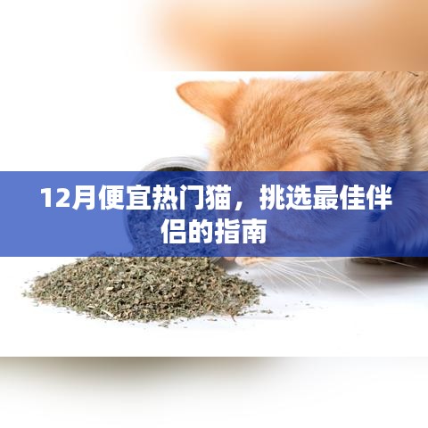 12月优惠好猫挑选指南，热门猫咪伴侣推荐