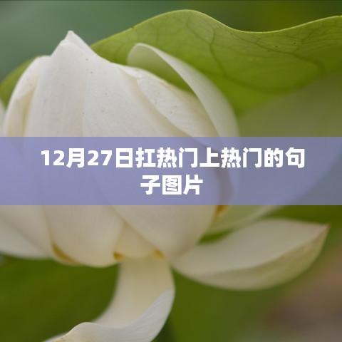 热门句子图片分享，12月27日火爆全网！