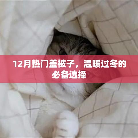 冬季保暖秘籍，热门盖被子选择，温暖过冬必备