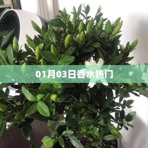 香水热门资讯速递，最新动态一网打尽！