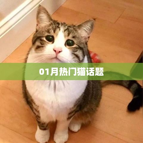 精选猫话题热议榜单，一月热议猫话题盘点