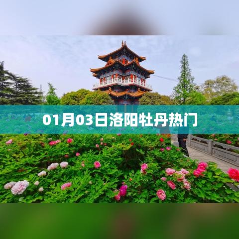 洛阳牡丹迎新春，热门赏花攻略