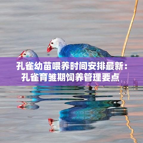 孔雀幼苗喂养时间安排最新：孔雀育雏期饲养管理要点 