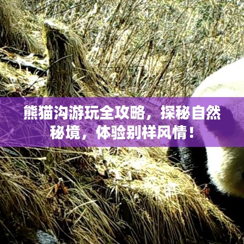 熊猫沟游玩全攻略，探秘自然秘境，体验别样风情！