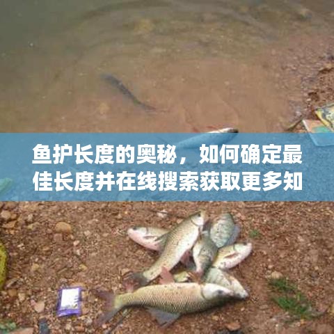 鱼护长度的奥秘，如何确定最佳长度并在线搜索获取更多知识解读