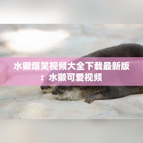 水獭爆笑视频大全下载最新版：水獭可爱视频 