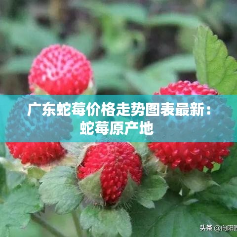广东蛇莓价格走势图表最新：蛇莓原产地 