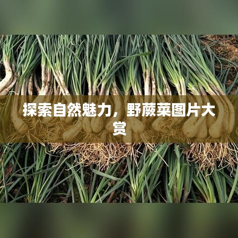 探索自然魅力，野蕨菜图片大赏