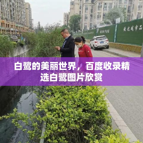 白鹭的美丽世界，百度收录精选白鹭图片欣赏