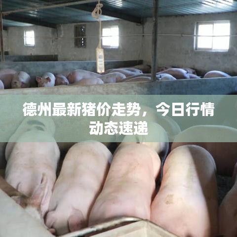 德州最新猪价走势，今日行情动态速递