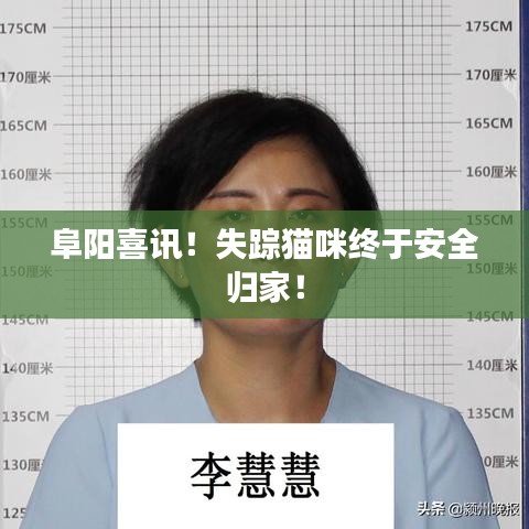 阜阳喜讯！失踪猫咪终于安全归家！