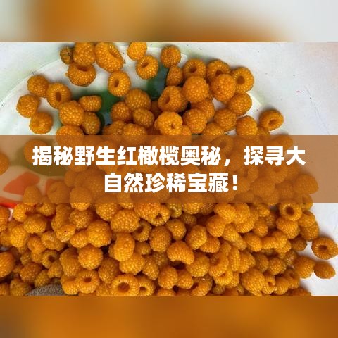 揭秘野生红橄榄奥秘，探寻大自然珍稀宝藏！