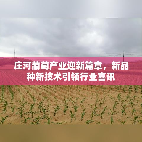 庄河葡萄产业迎新篇章，新品种新技术引领行业喜讯