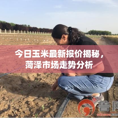 今日玉米最新报价揭秘，菏泽市场走势分析
