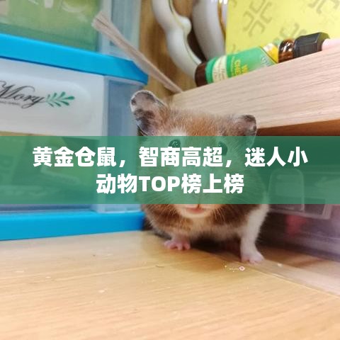 黄金仓鼠，智商高超，迷人小动物TOP榜上榜