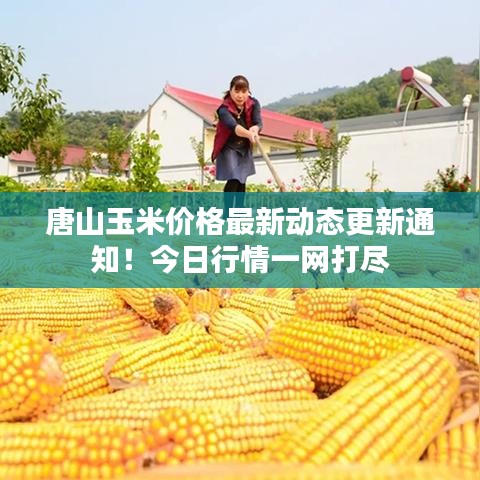 唐山玉米价格最新动态更新通知！今日行情一网打尽