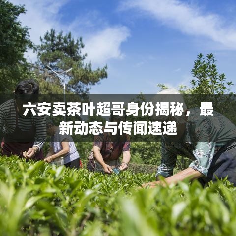六安卖茶叶超哥身份揭秘，最新动态与传闻速递