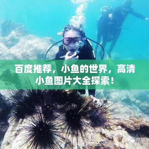 百度推荐，小鱼的世界，高清小鱼图片大全探索！