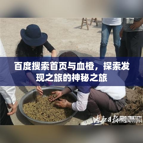 百度搜索首页与血橙，探索发现之旅的神秘之旅