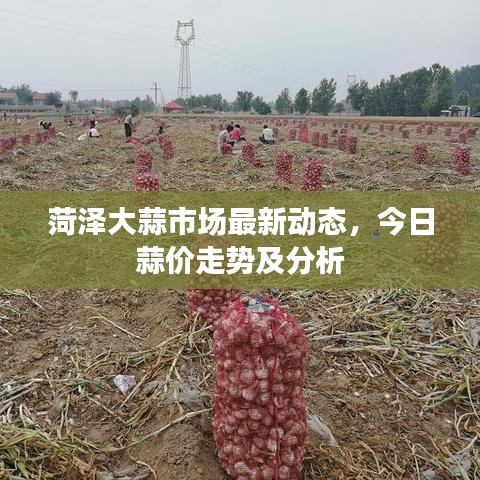 菏泽大蒜市场最新动态，今日蒜价走势及分析