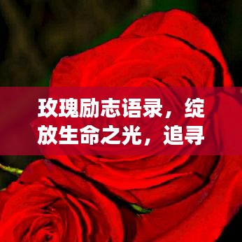 玫瑰励志语录，绽放生命之光，追寻梦想不息