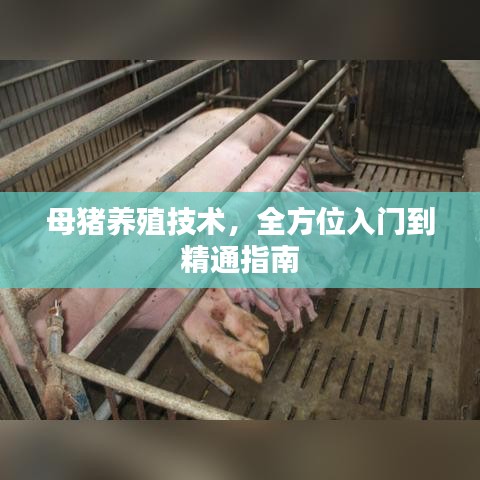 母猪养殖技术，全方位入门到精通指南