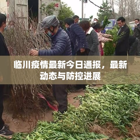 临川疫情最新今日通报，最新动态与防控进展