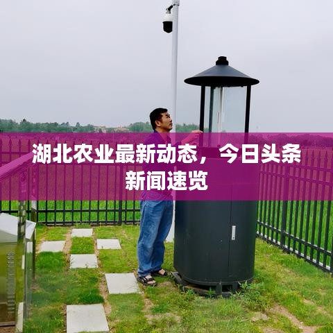 湖北农业最新动态，今日头条新闻速览