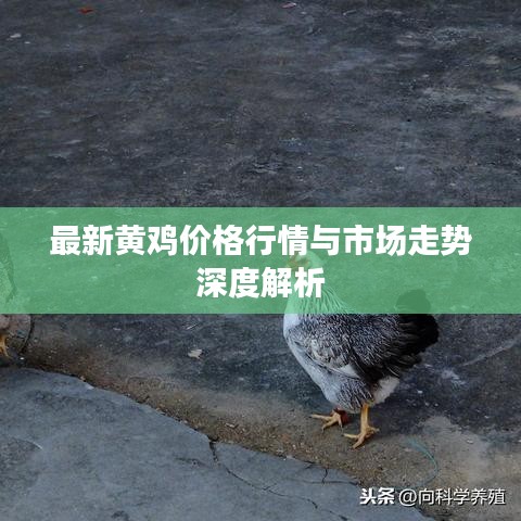 最新黄鸡价格行情与市场走势深度解析
