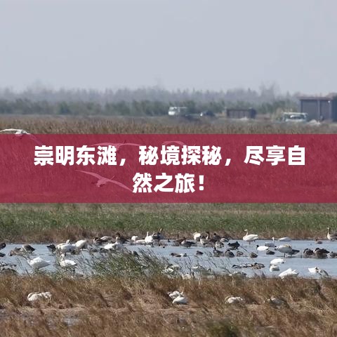 崇明东滩，秘境探秘，尽享自然之旅！
