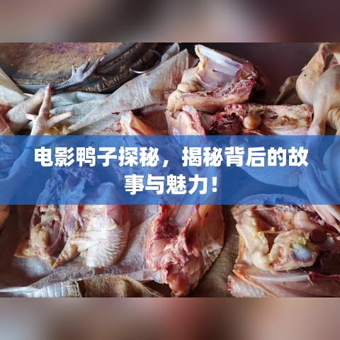 电影鸭子探秘，揭秘背后的故事与魅力！