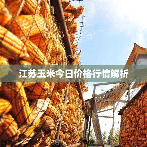 江苏玉米今日价格行情解析
