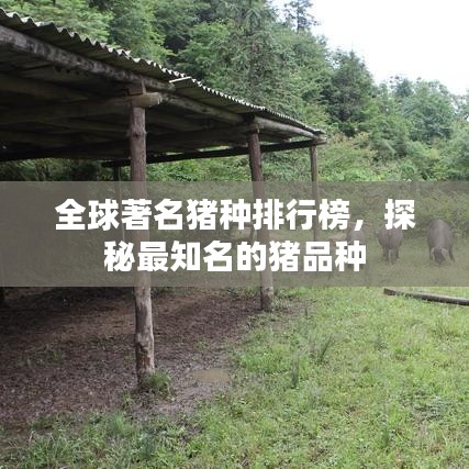 全球著名猪种排行榜，探秘最知名的猪品种