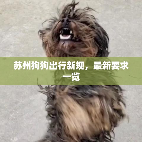 苏州狗狗出行新规，最新要求一览