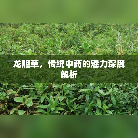 龙胆草，传统中药的魅力深度解析