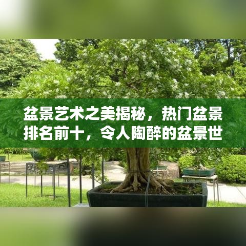 盆景艺术之美揭秘，热门盆景排名前十，令人陶醉的盆景世界