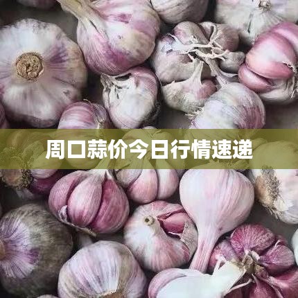 周口蒜价今日行情速递