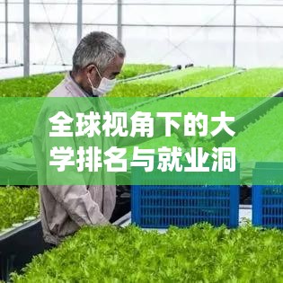 全球视角下的大学排名与就业洞察