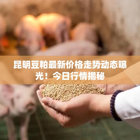 昆明豆粕最新价格走势动态曝光！今日行情揭秘