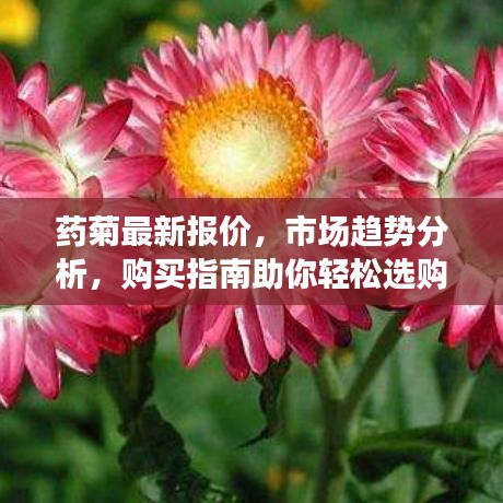 药菊最新报价，市场趋势分析，购买指南助你轻松选购！