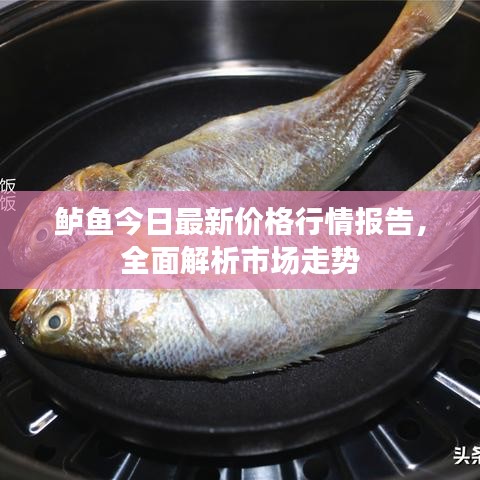鲈鱼今日最新价格行情报告，全面解析市场走势
