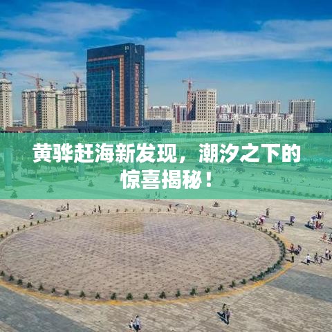 黄骅赶海新发现，潮汐之下的惊喜揭秘！