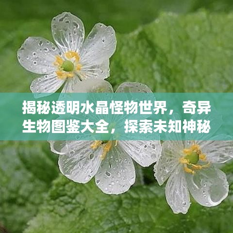 揭秘透明水晶怪物世界，奇异生物图鉴大全，探索未知神秘领域