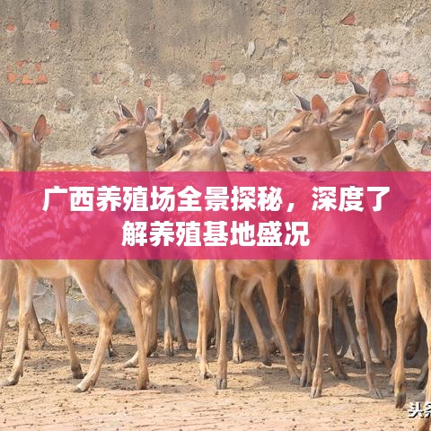 广西养殖场全景探秘，深度了解养殖基地盛况
