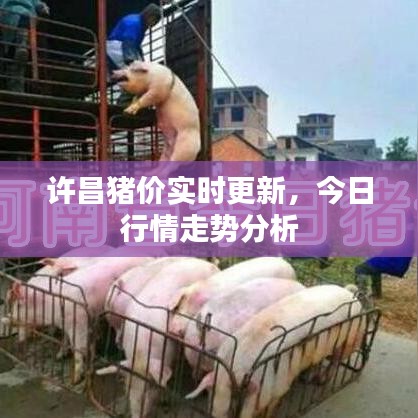 许昌猪价实时更新，今日行情走势分析