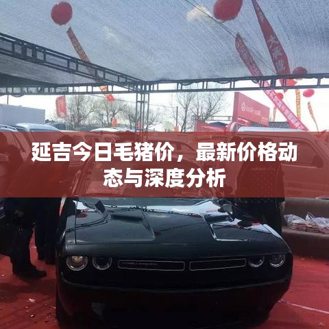 延吉今日毛猪价，最新价格动态与深度分析