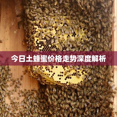 今日土蜂蜜价格走势深度解析