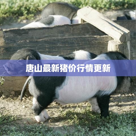唐山最新猪价行情更新
