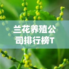 兰花养殖公司排行榜TOP及行业深度洞察揭秘！