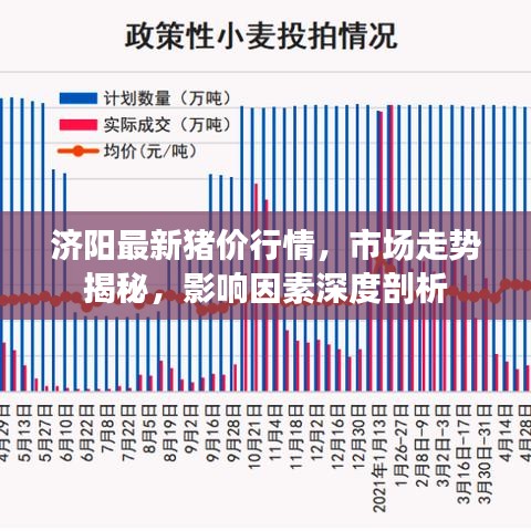 济阳最新猪价行情，市场走势揭秘，影响因素深度剖析